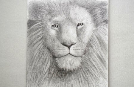 Лев крупным планом карандашом