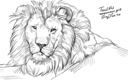 Голова Льва карандашом