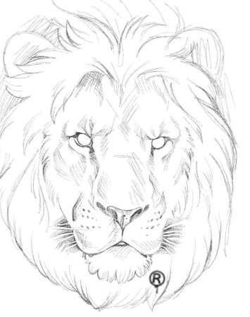 Морда Льва карандашом