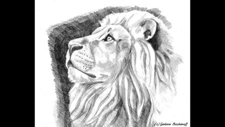 Лев для срисовки
