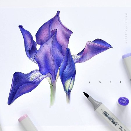 Скетчинг ирисы маркерами