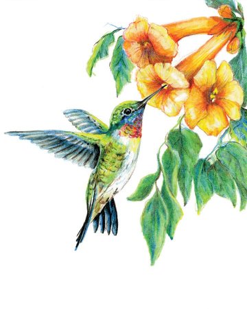 Нарисовать птицу Колибри