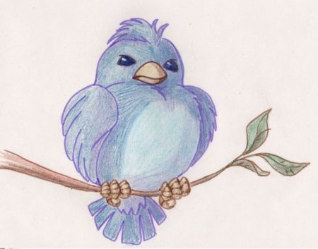 Рисунки птичек для срисовки