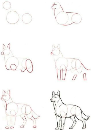 Померанский шпиц карандашом