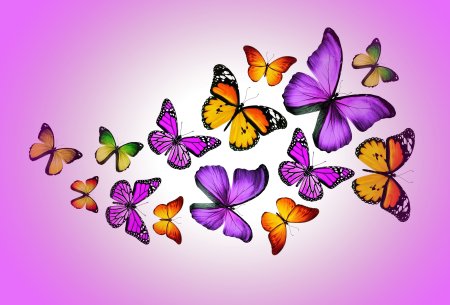 Обои с бабочкой в углу