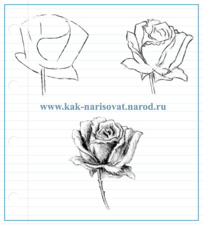 Схема рисования розы карандашом