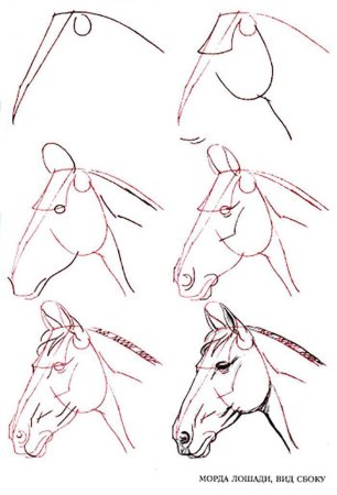 Рисованная лошадь сбоку для начинающих