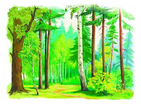 Лес для детей дошкольного возраста