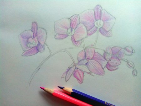 Рисование орхидеи карандаш