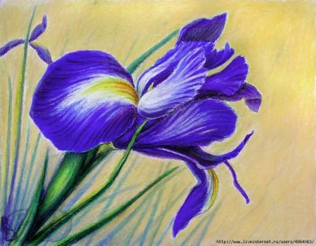 Ирис масляной пастелью