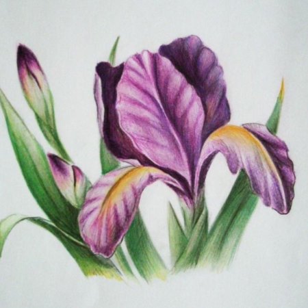 Цветы акварельными карандашами
