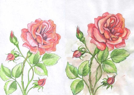 Роза для рисования