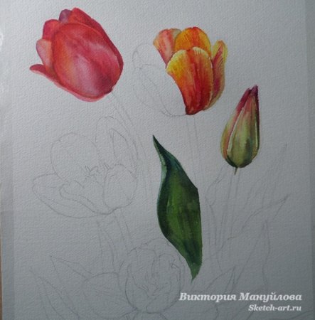 Тюльпан акварелью пошагово