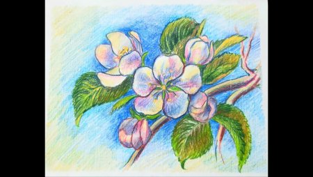 Мастер класс по рисованию цветов цветными карандашами