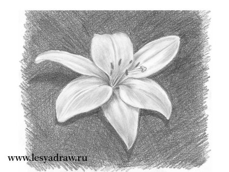 Лилия рисунок карандашом