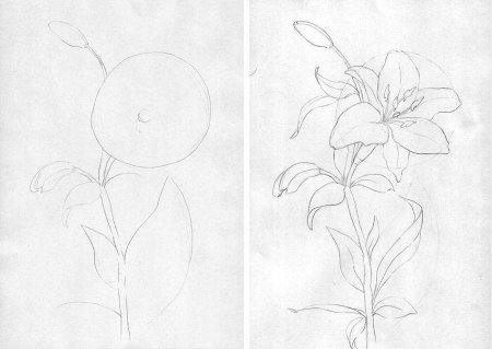 Растения карандашом для начинающих