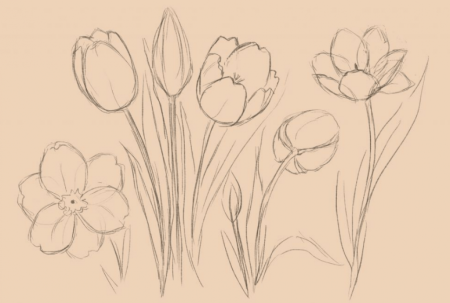 Рисунки карандашом цветы для начинающих