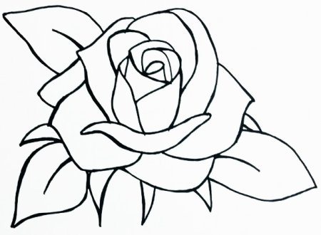 Цветы карандашом лёгкие