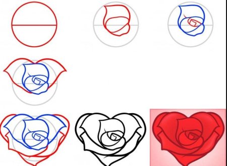 Пошаговое рисование тюльпанов