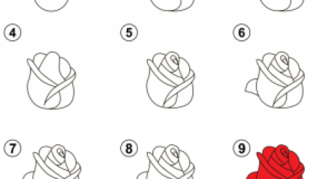 Поэтапное рисование розы