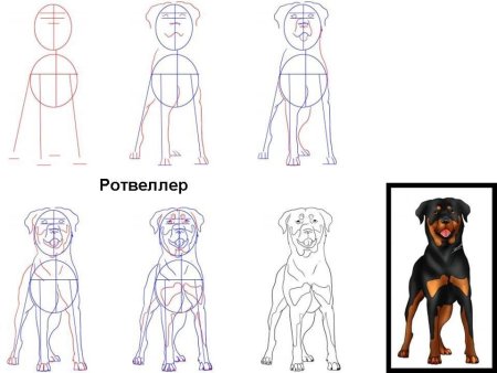 Схема рисования собаки для дошкольников