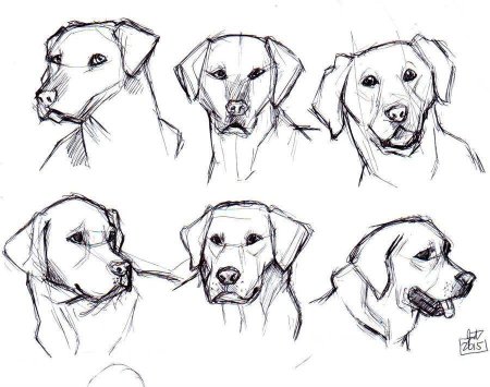 Рисунки хаски карандашом для начинающих