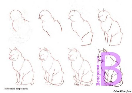 Изображение характера животных