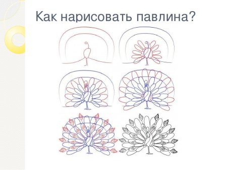 Как рисовать павлина