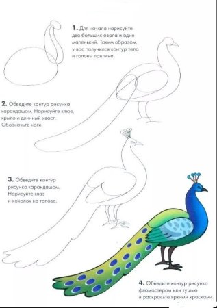 Павлин рисунок пошагово