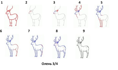 Рисунок оленя для срисовки