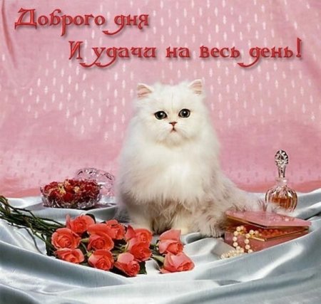 Добрый день картинки