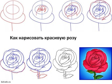 Нарисовать розу поэтапно