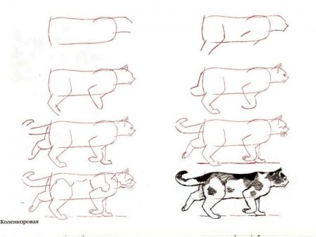 Рисунок кошки поэтапно