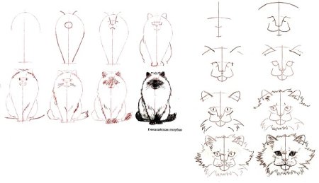 Рисунок кошки поэтапно