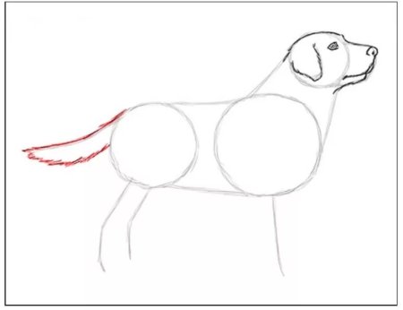 Схема рисования собаки