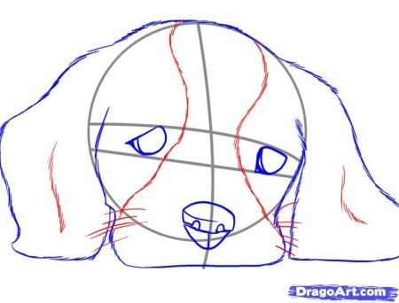 Поэтапный рисунок овчарки