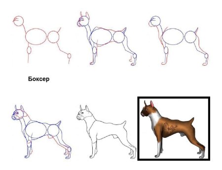 Лабрадор ретривер референс