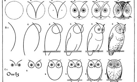 Этапы рисования Совы