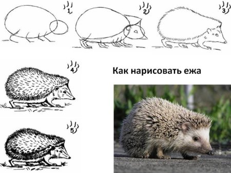 Поэтапное рисование ежа