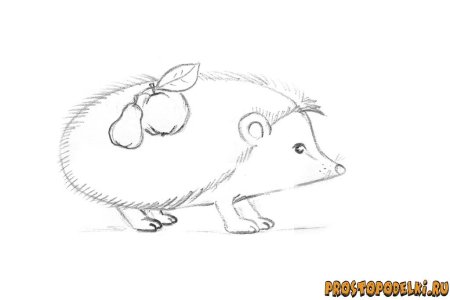 Рисунок ежа карандашом для срисовки легкие