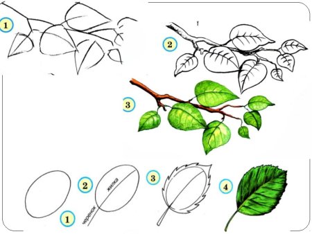 Орхидея для рисования