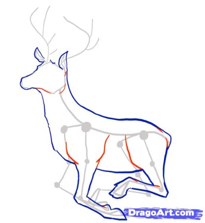Поэтапное рисование оленя