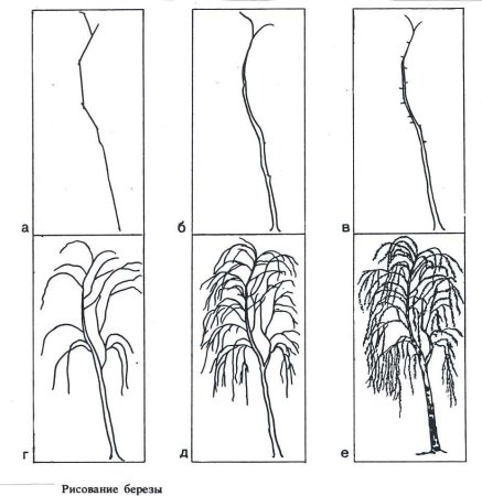 Поэтапное рисование розы