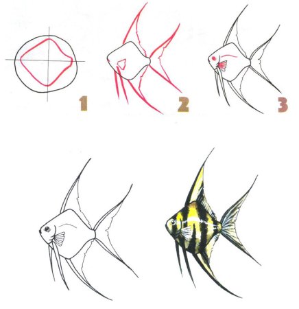 Рисование рыбы для дошкольников