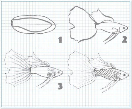 Поэтапное рисование рыбки