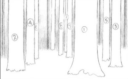 Поэтапное рисование дерева