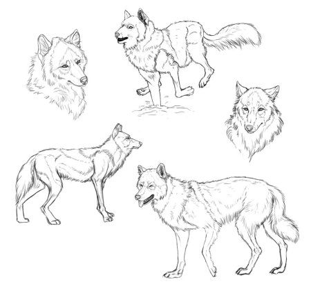 Пошаговое рисование волка
