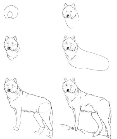 Как рисовать волка