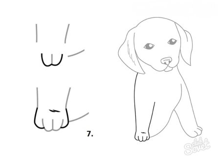 Поэтапное рисование собаки