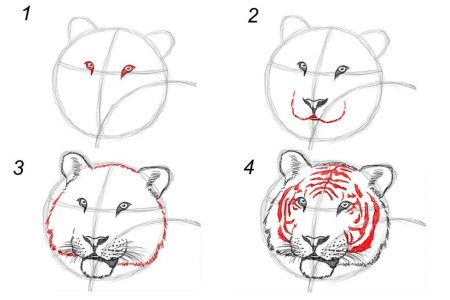 Как рисовать тигра поэтапно
